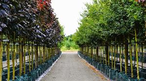 Container Trees